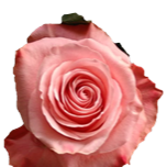 Be Sweet Rose équateur Ethiflora